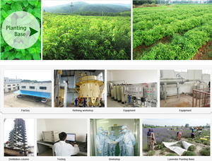 Hương vị tự nhiên & hương thơm 95% Alpha Terpineol - Product Image 6