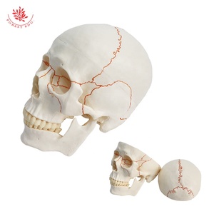 Modelo de cráneo de suturas humanas de tamaño natural humano FRT020 modelo de cráneo de anatomía médica Conexión de resorte telescópico a la mandíbula inferior - Product Image 2