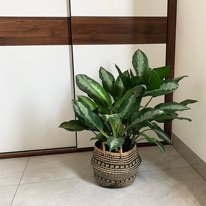 <span class=keywords><strong>Pot</strong></span> de fleurs <span class=keywords><strong>pliable</strong></span> en jonc de mer tressé à la main pour buanderie, jouets, articles ménagers, plantation de fleurs et de plantes - Product Image 4