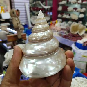 Ang về nhà Tự Làm Thủ Công cá hồ cá trang trí bóc vỏ trưng bày cửa sổ trang trí bộ sưu tập nhỏ vỏ sò biển tự nhiên vỏ sò ốc xà cừ - Product Image 3