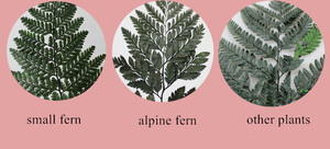 Flores de alta calidad acuerdo materiales decorativos y alpino fern - Product Image 5