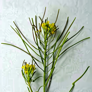 Poudre d'extrait naturel de Khubkala, ingrédient dérivé de plantes pour les applications alimentaires nutritionnelles et la production de produits à base de plantes - Product Image 1