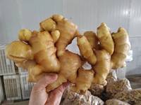 Nouvel Ail Frais de Chine du Shandong, Gingembre en Gros, Semences de Chine pour la Plantation d'Ail Frais
