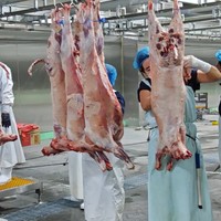 Ligne complète d'abattage de moutons de petite et moyenne taille, équipement d'abattoir halal, machine d'abattage de chèvres