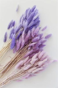 2025yearsNatural Factory Price Various Colors Decorative <strong>Flowers</strong> Natural Large Tall Big <strong>Mini</strong> Small Pampas <strong>Dried</strong> Flowbest Quality - Product Image 5