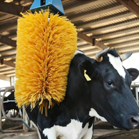 Brosse à corps pour vaches floquée haute densité, brosse de nettoyage pour l'élevage du bétail sans perte de poils pour les grandes exploitations laitières
