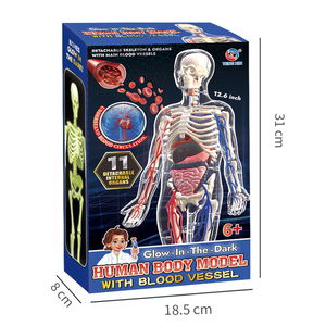 Novo Kit Educacional de Anatomia do Corpo Humano com Modelo de Ensino de Biologia e Vasos Sanguíneos - Product Image 4