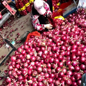 Oignons Rouges Frais et Oignons Jaunes Blancs : Prix par Tonne en Chine auprès d'un Exportateur <span class=keywords><strong>de</strong></span> Semences d'Oignons - Product Image 1