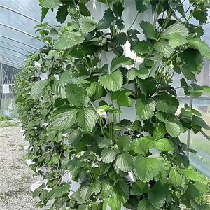 Sistema de Torre Aeropónica para Balcón que Ahorra Espacio, Kit de Jardín Vertical Hidropónico para el Hogar, Jardinera Inteligente para Cultivo de Vegetales - Product Image 4