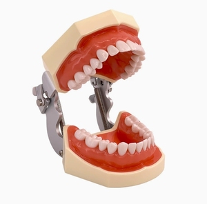 Modèle dentaire anatomique en silicone médical, structure de la mâchoire et des dents, pour l'enseignement des sciences médicales - Product Image 1