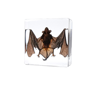 Caja de inyección de cristal, resina transparente, murciélago, Animal, enseñanza Insided, espécimen integrado - Product Image 4