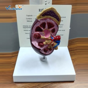 Modello Anatomico del Renino per Scienza Medica e Anatomia - Product Image 1