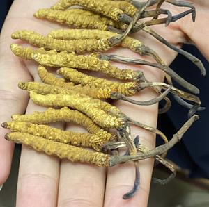 Jamur Kering Berkualitas Tinggi <span class=keywords><strong>Cordyceps</strong></span> Sinensis Liar - Product Image 3