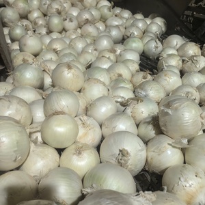 <strong>Onion</strong> 2025 New Crop Sinofarm 5-8cm 25kg Mesh Bag Red <strong>Onions</strong> Price Per Ton <strong>in</strong> <strong>China</strong> Fresh Vegetables <strong>Onion</strong> Seeds Cebolla <strong>Exporter</strong> - Product Image 5