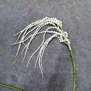 Piante Artificiali di Amaranto Verde Realistico all'Ingrosso, Piante Pendenti per Decorazioni di Matrimoni, Casa, Eventi e <span class=keywords><strong>Esterni</strong></span> - Product Image 4