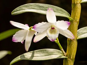 Flores Secas Premium de Dendrobium Ioddigesii, Ricas en Oligoelementos, con un Aroma Floral Intenso, Sabor Puro y Dulce - Product Image 6