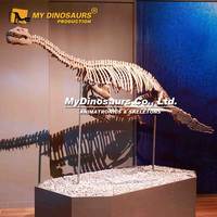 V-esqueleto de dinosaurio de tamaño completo, para museo, Original