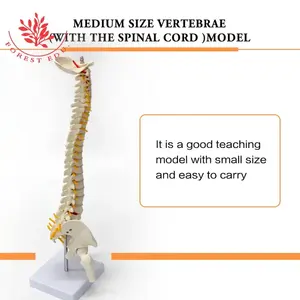 Modelo <span class=keywords><strong>de</strong></span> <span class=keywords><strong>esqueleto</strong></span> humano Columna vertebral flexible FRT017 Modelos <span class=keywords><strong>de</strong></span> columna vertebral <span class=keywords><strong>de</strong></span> 45cm con <span class=keywords><strong>cartílago</strong></span> <span class=keywords><strong>de</strong></span> raíz nerviosa Modelo anatómico <span class=keywords><strong>de</strong></span> columna vertebral blanca - Product Image 6