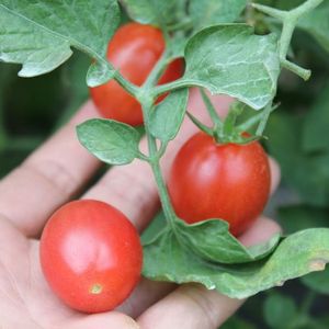 Pomodorini - Product Image 2