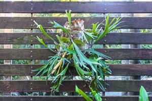 เฟิร์นสตาห์ฮอร์นพรีเมียม: ผู้จัดจำหน่ายต้นไม้ประดับติดผนังพันธุ์แพลติเซเรียม บิฟูร์คาตัม นำเข้าจากต่างประเทศ - Product Image 2