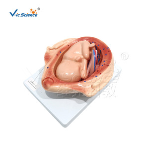 Modèle de grossesse et de développement fœtal ; développement embryonnaire pendant dix mois de grossesse ; modèle pédagogique en obstétrique - Product Image 4