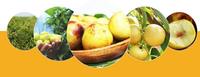 2023 Nieuwe Oogst Verse Zoete Appel Dateert Verse Jujube Fruit Winter Jujube Voor Export
