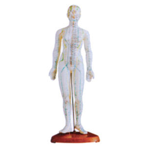 Maniquí de Acupuntura ADA-Y1010 para Ciencias Médicas (46CM) con 361 Puntos de Acupuntura y 48 Puntos Extra-Meridianos, Fabricado en Shanghái - Product Image 1