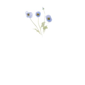 Flor Artificial Greenway 4-Puff Poppy de 60cm, Rama Individual Verde, Decoración para Bodas - Product Image 4
