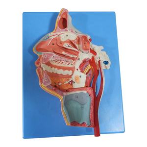 Modèle d'anatomie de la tête avec la bouche, le <span class=keywords><strong>nez</strong></span>, le pharynx et le larynx, avec des vaisseaux et des nerfs - Product Image 1