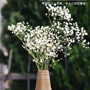 Origine des charmantes fleurs de gypsophile, idéales pour la décoration des jardins et des cours, ajoutez de l'élégance à votre jardin et à votre cour - Product Image 6