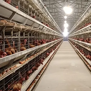 Chất Lượng Cao H Loại Có Thể Gập Lại Tự Động Lớp Trứng Gà CagesSmall Giá Rẻ Cho 5000 Chim