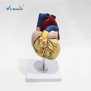 Modèle d'anatomie cardiaque agrandi, cœur humain démontable avec structures étiquetées pour l'enseignement médical et la formation des patients - Product Image 1