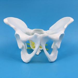 Petit spécimen d'examen gynécologique en PVC modèle de bassin féminin pour la démonstration de la faculté de médecine - Product Image 4