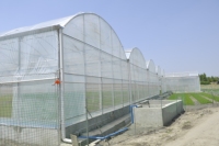 Jiapei Serre économique à film plastique multi-travées pour la culture de bleuets, fraises et tomates
