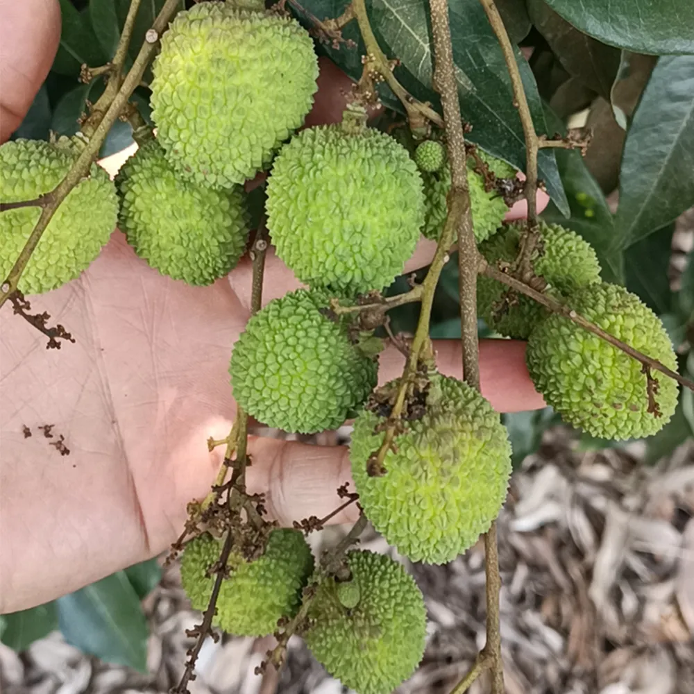 Tinggi Brix sangat manis Cina segar leci Lichee Litchi Lichi buah segar (Fi Tsz Siu)