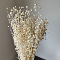 Bouquet de fleurs séchées et préservées Rich Beans 16 couleurs 50g et lots d'artisanat pour la Fête des Mères