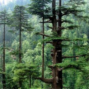 Huile essentielle de bois de cèdre de l'<span class=keywords><strong>Himalaya</strong></span> pour la fabrication de parfums-Extrait de plante de bois de cèdre naturel pur 100%, distillé à la vapeur | OEM 10mL - Product Image 4