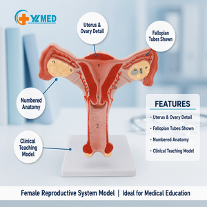 Modelo Anatómico de Vagina y Ovario Femenino de Alta Calidad, Modelo de Útero para Enseñanza y Demostración con Ovario Bilateral, CE/ISO - Product Image 1