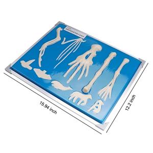 Modèle anatomique de comparaison des os des membres avant des vertébrés, <span class=keywords><strong>plaque</strong></span> de présentation de six types de squelettes de membres avant d'animaux - Product Image 5