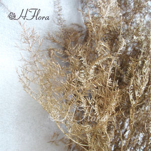 Hflora offre en gros un grade fleur préservée Real Touch fleur préservée Ming fougère asperges pour la décoration de mariage personnalisée - Product Image 5