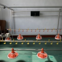 Équipement d'élevage avicole entièrement automatique à prix fournisseur chinois : mangeoires au sol et abreuvoirs à tétine pour poulets