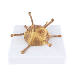 Modello di struttura Adenovirus modello di struttura dell'adenovirus di insegnamento di biologia delle scuole superiori - Product Image 3