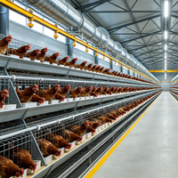 Cage à poules de type A robuste, résistante à la corrosion, en matériau galvanisé à chaud, alimentation automatique pour l'élevage de volailles