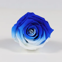 Fournisseur d'usine, vente en gros de 5-6 têtes de roses éternelles réelles, roses bicolores pour cadeau de la Saint-Valentin