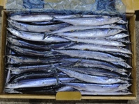 Saury du Pacifique entier congelé, emballage en vrac, poisson frais de haute qualité, riche en matières grasses, Saury congelé 80-110g