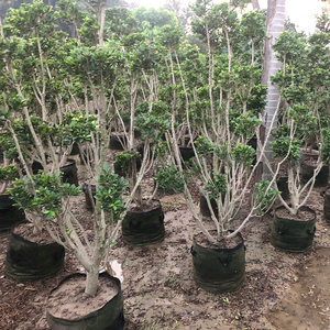 Usine Meilleure Vente Lourde En Gros Sacs de Culture Grand Sac de Culture Jardinière 40 Gallons Potager Pots En <span class=keywords><strong>Tissu</strong></span> - Product Image 6