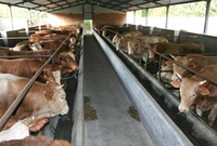 Structure en acier préfabriquée robuste certifiée ASTM à construction rapide avec soudure pour hangars à vaches/chevaux/chèvres/moutons à faible coût