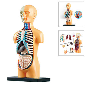 2025 <span class=keywords><strong>Science</strong></span> torse <span class=keywords><strong>humain</strong></span> <span class=keywords><strong>corps</strong></span> modè<span class=keywords><strong>le</strong></span> mannequin squelette modè<span class=keywords><strong>le</strong></span> anatomie anatomique médical organes internes - Product Image 4