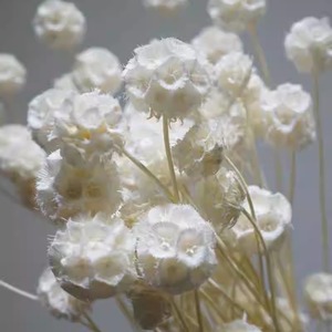 Оптовая продажа, консервированные стебли Scabiosa | Сушеные Цветочные стручки для фотосъемки, наполнитель подарочной коробки - Product Image 3
