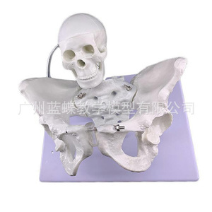 Modèle d'enseignement en obstétrique fœtale, modèle pelvien féminin, modèle pelvien d'accouchement, enseignement de l'accouchement, modèle pelvien - Product Image 1